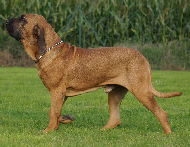 Gordias des grands Korrigans