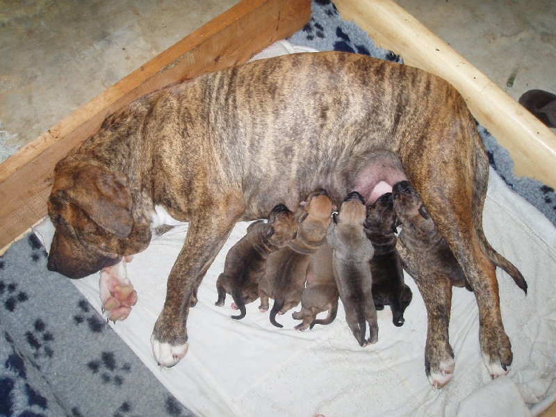 Les Bébés de Bonita